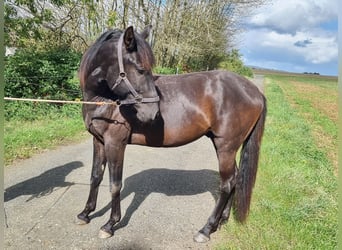 Lusitanien, Étalon, 3 Ans, Bai