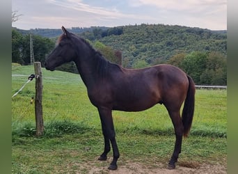 Lusitanien, Étalon, 3 Ans, Bai