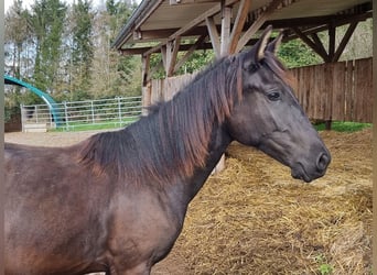 Lusitanien, Étalon, 3 Ans, Bai