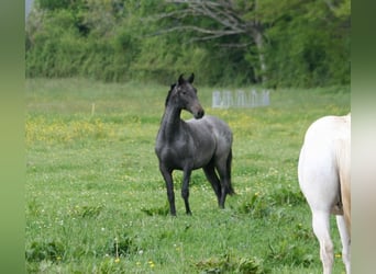 Lusitanien, Étalon, 3 Ans, Gris