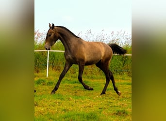 Lusitanien, Étalon, 3 Ans, Gris