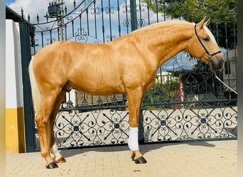 Lusitanien, Étalon, 3 Ans, Palomino