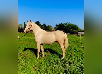 Lusitanien, Étalon, 3 Ans, Palomino