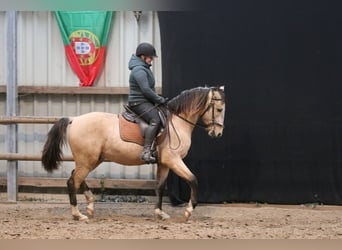 Lusitanien, Étalon, 4 Ans, 153 cm, Buckskin