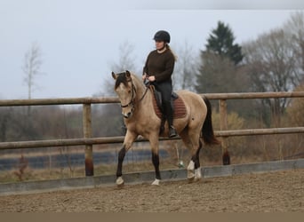 Lusitanien, Étalon, 4 Ans, 153 cm, Buckskin