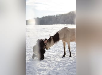 Lusitanien, Étalon, 4 Ans, 155 cm, Buckskin