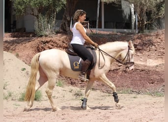 Lusitanien Croisé, Étalon, 4 Ans, 155 cm, Cremello