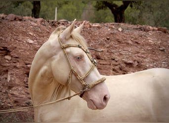 Lusitanien Croisé, Étalon, 4 Ans, 155 cm, Cremello