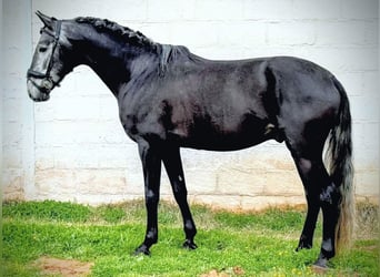 Lusitanien, Étalon, 4 Ans, 156 cm, Gris noir