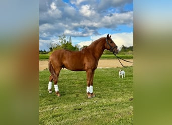 Lusitanien, Étalon, 4 Ans, 157 cm, Alezan