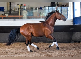 Lusitanien, Étalon, 4 Ans, 158 cm, Bai cerise