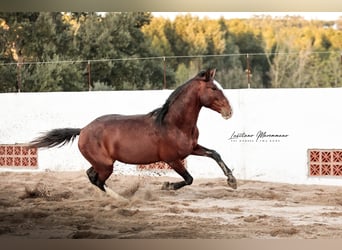 Lusitanien, Étalon, 4 Ans, 158 cm, Bai