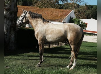 Lusitanien, Étalon, 4 Ans, 158 cm