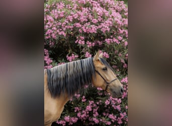 Lusitanien, Étalon, 4 Ans, 158 cm, Isabelle