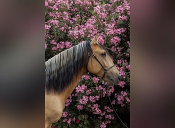 Lusitanien, Étalon, 4 Ans, 158 cm, Isabelle