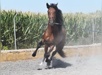 Lusitanien, Étalon, 4 Ans, 159 cm, Bai