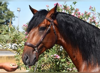 Lusitanien, Étalon, 4 Ans, 159 cm, Bai