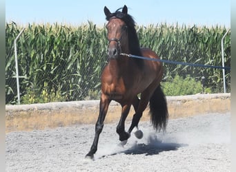 Lusitanien, Étalon, 4 Ans, 159 cm, Bai