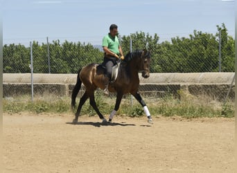 Lusitanien, Étalon, 4 Ans, 159 cm, Buckskin