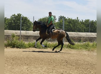 Lusitanien, Étalon, 4 Ans, 159 cm, Buckskin