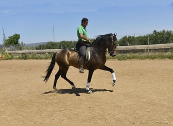 Lusitanien, Étalon, 4 Ans, 159 cm, Buckskin