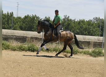 Lusitanien, Étalon, 4 Ans, 159 cm, Buckskin