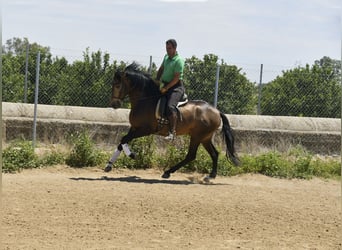 Lusitanien, Étalon, 4 Ans, 159 cm, Buckskin