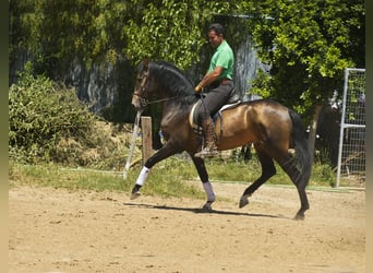 Lusitanien, Étalon, 4 Ans, 159 cm, Buckskin