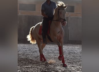 Lusitanien, Étalon, 4 Ans, 159 cm, Cremello