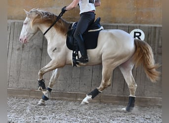 Lusitanien, Étalon, 4 Ans, 159 cm, Cremello