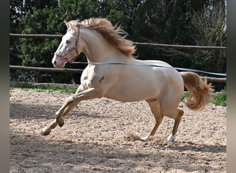 Lusitanien, Étalon, 4 Ans, 159 cm, Cremello