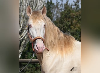 Lusitanien, Étalon, 4 Ans, 159 cm, Cremello