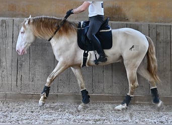 Lusitanien, Étalon, 4 Ans, 159 cm, Cremello