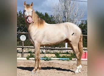 Lusitanien, Étalon, 4 Ans, 159 cm, Cremello