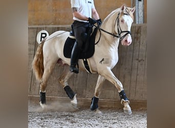 Lusitanien, Étalon, 4 Ans, 159 cm, Cremello