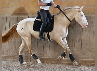 Lusitanien, Étalon, 4 Ans, 159 cm, Cremello