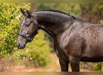 Lusitanien, Étalon, 4 Ans, 159 cm, Gris