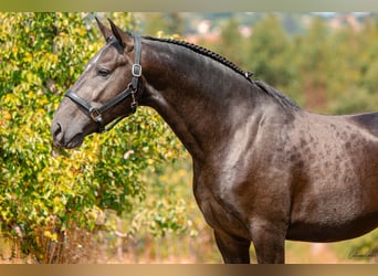 Lusitanien, Étalon, 4 Ans, 159 cm, Gris