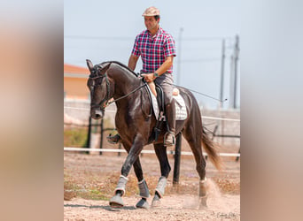 Lusitanien, Étalon, 4 Ans, 159 cm, Gris