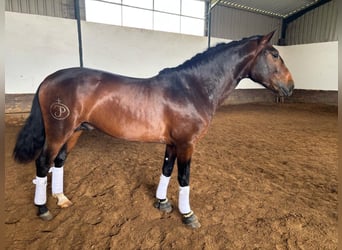 Lusitanien Croisé, Étalon, 4 Ans, 160 cm, Bai cerise