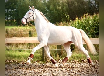 Lusitanien, Étalon, 4 Ans, 160 cm, Cremello