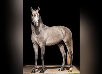 Lusitanien, Étalon, 4 Ans, 160 cm, Gris