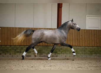 Lusitanien, Étalon, 4 Ans, 160 cm, Gris