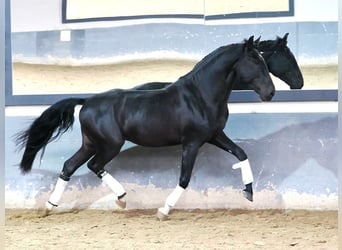 Lusitanien, Étalon, 4 Ans, 160 cm, Noir