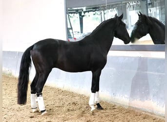 Lusitanien, Étalon, 4 Ans, 160 cm, Noir