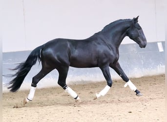 Lusitanien, Étalon, 4 Ans, 160 cm, Noir