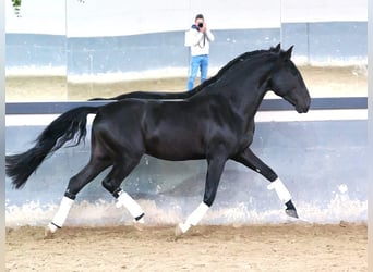 Lusitanien, Étalon, 4 Ans, 160 cm, Noir