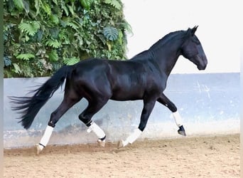 Lusitanien, Étalon, 4 Ans, 160 cm, Noir