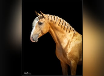 Lusitanien, Étalon, 4 Ans, 160 cm, Palomino