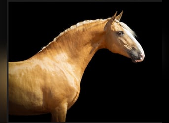 Lusitanien, Étalon, 4 Ans, 160 cm, Palomino